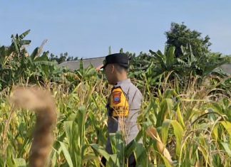 Polsek Widang Dukung Ketahanan  Pangan dan Keamanan Pertanian