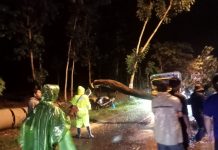 Pohon Tumbang Tutup Jalan poros Montong -merakurak Personel Polsek Montong Lakukan Evakuasi Bersama Warga