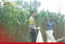 Guna Dukung Ketahanan Pangan Bhabinkamtibmas Kunjungi Perkarangan Warga Desa