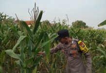 Dukung Ketahanan Pangan Nasional, Kanit Binmas Polsek Kenduruan Polres Tuban Mengecek Langsung Tanaman Jagung Milik Warga