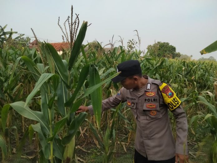 WhatsApp Image 2025-11-06 at 11.44.26 (1)