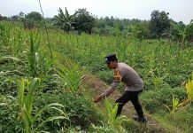Dukung Astacita, Bhabinkamtibmas Polsek Kenduruan Polres Tuban Turun Langsung Mengecek Tanaman Jagung Petani