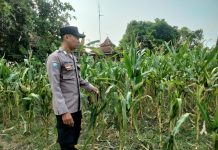 Dukung Program Astacita, Polsek Kenduruan Polres Tuban Cek Langsung Lahan Jagung Warga di Tuban