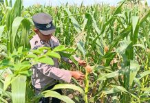Polisi RW Polsek Kenduruan Polres Tuban Turun Langsung Cek Tanaman Jagung Warga, Dukung Ketahanan Pangan Astacita