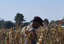 Bhabinkamtibmas Polsek Widang Monitoring Pertumbuhan Tanaman Jagung