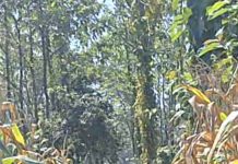 Dukung Astacita Presiden, Bhabinkamtibmas Polsek Widang Monitoring Pertumbuhan Tanaman Jagung