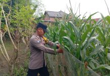 Polres Tuban Dukung Program Astacita, Kanit Binmas Polsek Kenduruan Turun Langsung Cek Lahan Jagung Warga