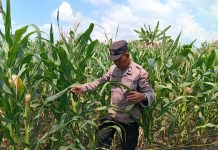 Dukung Astacita Presiden RI, Polsek Kenduruan Polres Tuban Turun Langsung Mengecek Tanaman Jagung Warga Petani