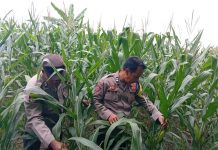 Dukung Program Astacita Presiden, Polsek Kenduruan Polres Tuban Turun Langsung Cek Tanaman Jagung Petani