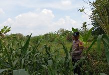 Bhabinkamtibmas Polsek Kenduruan Polres Tuban Cek Lahan Jagung Warga, Dukung Ketahanan Pangan Astacita Presiden