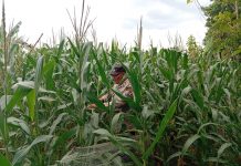 Polres Tuban Dukung Ketahanan Pangan Nasional, Polsek Kenduruan Cek Langsung Lahan Jagung Warga
