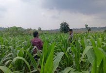 Polri Dukung Astacita, Polsek Grabagan Polres Tuban Turun Cek Tanaman jagung milik Warga di Desa Grabagan*
