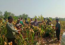 Polsek Senori Polres Tuban Polda Jatim Panen Jagung Bersama Petani Binaan di Desa Medalem