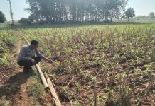 Anggota Bhabinkamtibmas Polsek Jenu Polres Tuban Turun ke Ladang, sambang lahan pertanian