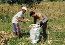 Anggota Bhabinkamtibmas Polsek Senori Polres Tuban Turun ke Ladang, Bantu Warga Desa Sidoharjo Panen Jagung