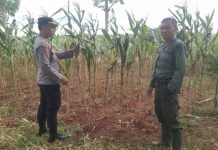 Kapolsek Jenu dan Bhabinkamtibmas Polsek Jenu Polres Tuban Turun ke Ladang, sambang lahan pertanian.