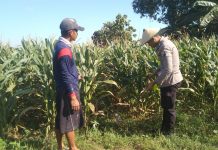 Anggota Bhabinkamtibmas Polsek Jenu Polres Tuban Turun ke Ladang, sambang lahan pertanian.