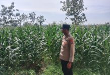 Polsek Singgahan Polresta Tuban Turun Cek Tanaman jagung Warga di Desa Mulyoagung