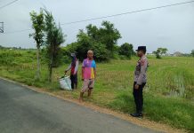 *Polsek Tambakboyo Sambangi Petani di Pematang Sawah, Dukung Ketahanan Pangan*