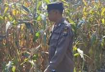 Mendukung Program Ketahanan Pangan, Bhabinkamtibmas Monitoring Pertumbuhan Jagung