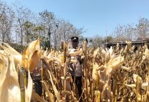 Mendukung Program Ketahanan Pangan, Bhabinkamtibmas Pendampingan Petani Panen Jagung