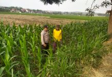 *POLRI MENDUKUNG PROGRAM ASTACITA PRESIDEN RI, ANGGOTA POLSEK PARENGAN POLRESTA TUBAN LAKSANAKAN PENDAMPINGAN PETANI JAGUNG DI DESA KUMPULREJO KEC. PARENGAN*