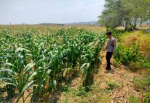 *DUKUNG KETAHANAN PANGAN NASIONAL, BHABINKAMTIBMAS DESA NGAWUN POLSEK PARENGAN POLRESTA TUBAN MONITORING LAHAN JAGUNG MILIK PETANI DI DESA NGAWUN KEC. PARENGAN.*