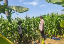 DALAM RANGKA MENDUKUNG PROGRAM KETAHANAN PANGAN, ANGGOTA POLSEK PARENGAN POLRESTA TUBAN SAMBANGI PETANI JAGUNG DI DESA SUKOREJO KEC. PARENGAN.