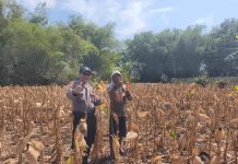 DALAM RANGKA MENDUKUNG PROGRAM KETAHANAN PANGAN, ANGGOTA POLSEK PARENGAN POLRESTA TUBAN SAMBANGI PETANI JAGUNG DI DESA SELOGABUS KEC. PARENGAN