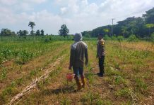 *DEMI MENDUKUNG ASTA CITA, POLSEK KEREK KOMITMEN KUATKAN KETAHAN PANGAN DI WILAYAHNYA*