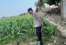 Polsek Bangilan Perkuat Ketahanan Pangan melalui Monitoring Tanaman Jagung