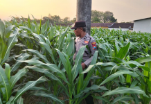 Polsek Bangilan Monitoring Ketahanan Pangan, Dukung Swasembada Pangan