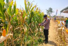Bhabinkamtibmas sambang lahan pertanian