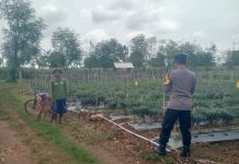 *POLSEK KEREK SAMBANG DAN DIALOGIS DENGAN PETANI LOMBOK DI DESA BINAAN*