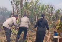 SIGAP! Polisi Polsek Kenduruan Polresta Tuban Bersama Warga Padamkan Kebakaran Lahan Tebu Dekat Permukiman Penduduk dan Sekolah PAUD Desa Sidomukti